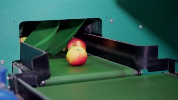 Equipamento em uma fábrica para secar e classificar maçãs. instalações de produção industrial na indústria alimentar — Vídeo de Stock