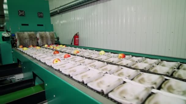 Equipo en una fábrica de secado y clasificación de manzanas. instalaciones de producción industrial en la industria alimentaria — Vídeo de stock