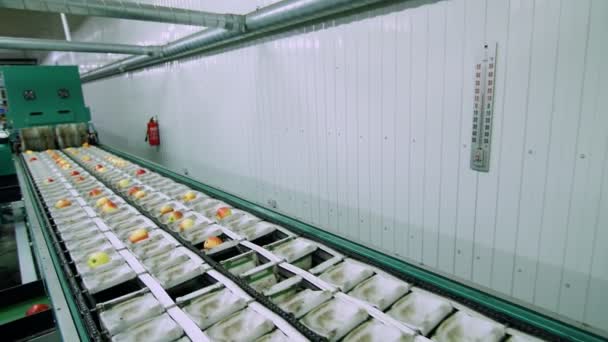 Εξοπλισμός σε ένα εργοστάσιο ξήρανσης και ταξινόμησης μήλα. εγκαταστάσεις βιομηχανικής παραγωγής στη βιομηχανία τροφίμων — Αρχείο Βίντεο