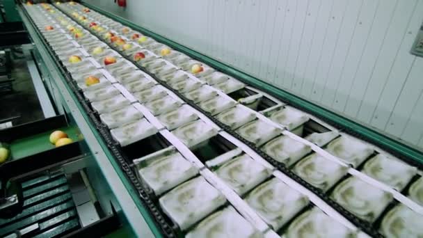 Kurutma ve elma sıralama için bir fabrika ekipmanları. Gıda sektöründe endüstriyel üretim tesisleri — Stok video