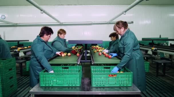 Werknemers in handschoenen sorteren in een apple verwerking fabriek, appelen. Rijpe appels sorteren op grootte en kleur en verpakking. industriële productie-installaties in de voedingsindustrie — Stockvideo