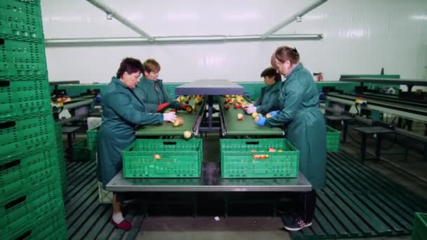 En una fábrica de procesamiento de manzanas, los trabajadores con guantes clasifican las manzanas. Manzanas maduras clasificando por tamaño y color, luego empacando. instalaciones de producción industrial en la industria alimentaria — Vídeo de stock