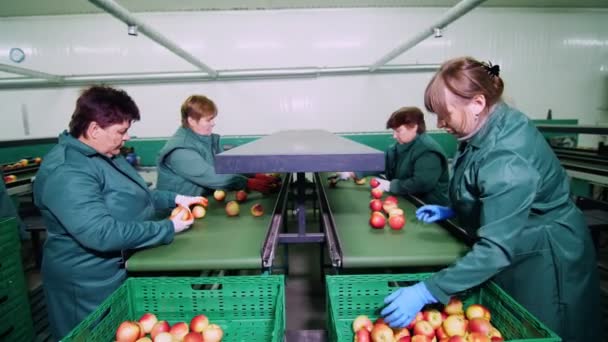 На заводі з переробки яблук робітники в рукавичках сортують яблука. Витирати сортування яблук за розміром і кольором, а потім упаковувати. виробничі потужності в харчовій промисловості — стокове відео