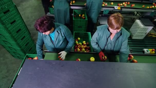 In an apple processing factory, workers in gloves sort apples. Ripe apples sorting by size and color, then packing. industrial production facilities in food industry. view from above — Stock Video