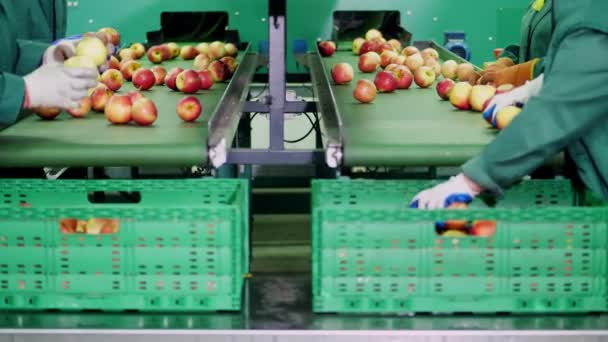 Dans une usine de transformation des pommes, les travailleurs en gants trient les pommes. Pommes mûres tri par taille et couleur, puis emballage. installations de production industrielle dans l'industrie alimentaire. gros plan — Video