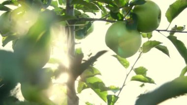 yakın çekim, Güneş ışınları, Bayan eller, büyük Olgun yeşil, varietal, seçici elma toplama gözyaşı. çiftlikte bahçede elma hasat.