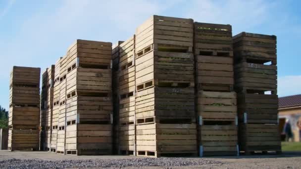 Grote houten kisten, bakken, containers vol groene rijpe appels tijdens de jaarlijkse oogstperiode, staan op de toppen van elkaar. vers geplukte apple oogst op boerderij. — Stockvideo