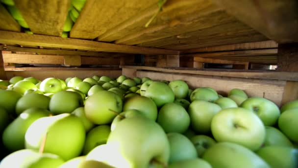 Close-up, recipientes de madeira, caixas, cestas preenchidas até o topo com grandes maçãs verdes deliciosas na fábrica de processamento de frutas, armazém. colheita de maçã fresca colhida na fazenda — Vídeo de Stock