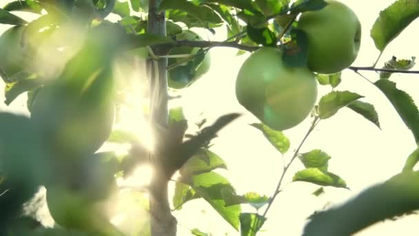 Primer plano, en los rayos del sol, las manos de las mujeres arrancan, recogiendo grandes manzanas verdes maduras, varietales y selectivas. la cosecha de manzanas en el jardín, en la granja . — Vídeos de Stock