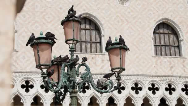 Benátky, Itálie - 7 července 2018: Piazza San Marco, krásné vintage Lucerna poblíž budovy St Marks bazilika, mnoho holubů sedí na lucerny. — Stock video