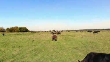 Çayırda, yeşil çimenli alan, birçok kahverengi ve siyah safkan, damızlık inek, boğa otlatma vardır. çiftlikte. yaz sıcak gün. Aero video. yetiştirme, inekler, boğa seçimi