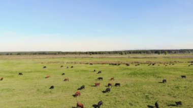 Çayırda, yeşil çimenli alan, birçok kahverengi ve siyah safkan, damızlık inek, boğa otlatma vardır. çiftlikte. yaz sıcak gün. Aero video. yetiştirme, inekler, boğa seçimi