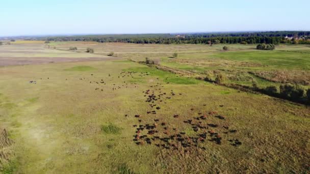 In meadow, on green grassy field, many brown and black pedigree, breeding cows, bulls are grazing. on farm. summer warm day. aero video. breeding, selection of cows, bulls — Stock Video