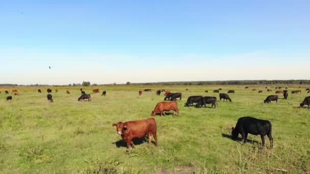 En el prado, en el campo verde herboso, muchos linajes marrones y negros, vacas reproductoras, toros están pastando. en la granja. día cálido de verano. Vídeo aéreo. cría, selección de vacas, toros — Vídeo de stock