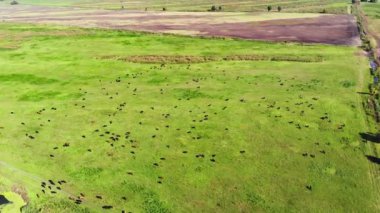 Çayırda, yeşil çimenli alan, birçok kahverengi ve siyah safkan, damızlık inek, boğa otlatma vardır. çiftlikte. yaz sıcak gün. Aero video. yetiştirme, inekler, boğa seçimi