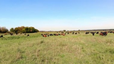 Çayırda, yeşil çimenli alan, birçok kahverengi ve siyah safkan, damızlık inek, boğa otlatma vardır. çiftlikte. yaz sıcak gün. Aero video. yetiştirme, inekler, boğa seçimi