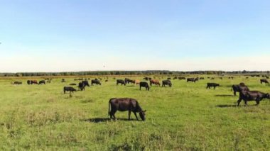 Çayırda, yeşil çimenli alan, birçok kahverengi ve siyah safkan, damızlık inek, boğa otlatma vardır. çiftlikte. yaz sıcak gün. Aero video. yetiştirme, inekler, boğa seçimi