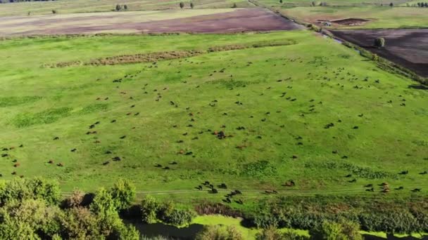 緑の草原、多くの茶色と黒の血統、繁殖牛の牧草地に牛が放牧します。ファーム。夏の暖かい日。エアロのビデオ。繁殖牛、雄牛の選択 — ストック動画
