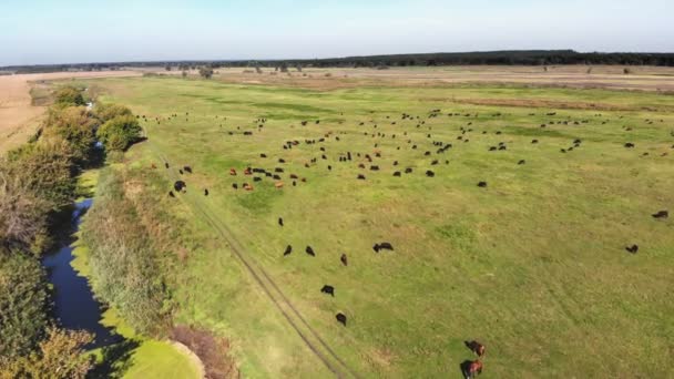 No prado, no campo gramíneo verde, muitos pedigree marrom e preto, vacas reprodutoras, touros estão pastando. na quinta. verão dia quente. vídeo aero. criação, selecção de vacas, touros — Vídeo de Stock