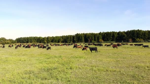 En el prado, en el campo verde herboso, muchos linajes marrones y negros, vacas reproductoras, toros están pastando. en la granja. día cálido de verano. Vídeo aéreo. cría, selección de vacas, toros — Vídeo de stock