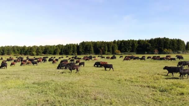 In meadow, on green grassy field, many brown and black pedigree, breeding cows, bulls are grazing. on farm. summer warm day. aero video. breeding, selection of cows, bulls — Stock Video