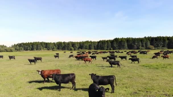 En el prado, en el campo verde herboso, muchos linajes marrones y negros, vacas reproductoras, toros están pastando. en la granja. día cálido de verano. Vídeo aéreo. cría, selección de vacas, toros — Vídeos de Stock