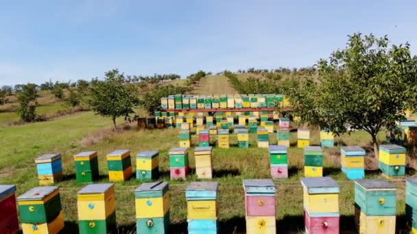 Bienen im Bienenhaus. Auf der Wiese stehen viele Bienenhäuser, Bienenstöcke. Honigproduktion auf dem Bauernhof. Die Bienen schwärmen neben den Bienenstöcken. natürliche Honigproduktion, Bioprodukte. — Stockvideo