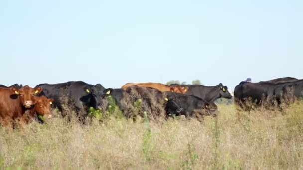 Primer plano, en el prado, en la granja, gran pedigrí marrón y negro, la cría de vacas, toros están pastando. día cálido de verano. Bovino para la producción de carne en pastos. selección de vacas, toros . — Vídeo de stock