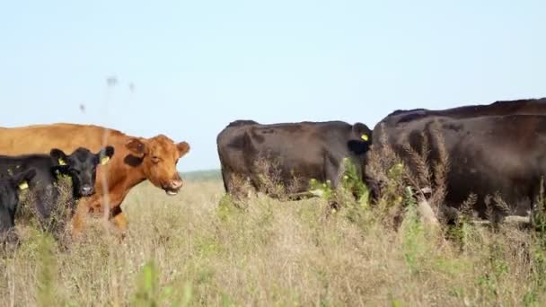 Крупным планом, на лугу, на ферме, большая коричневая и черная родословная, разводящие коровы, пасутся быки. летний теплый день. Скот для производства мяса на пастбищах. подбор коров, быков . — стоковое видео