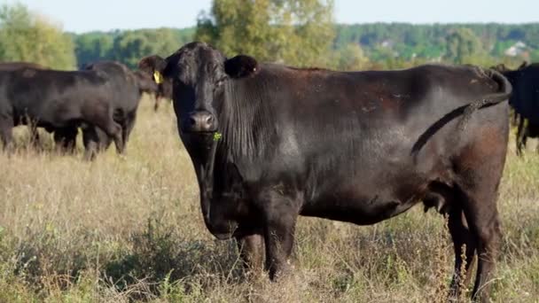 Close-up, in de weide, op de boerderij, grote zwarte stamboom, fokkerij van koeien, stieren zijn grazen. warme zomerdag. Vee voor de vleesproductie in weiland. selectie van koeien, stieren. — Stockvideo