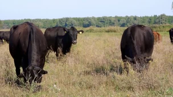 Close up, in meadow, on farm, big black pedigree, breeding cows, bulls are grazing. summer warm day. Cattle for meat production in pasture. selection of cows, bulls. — Stock Video