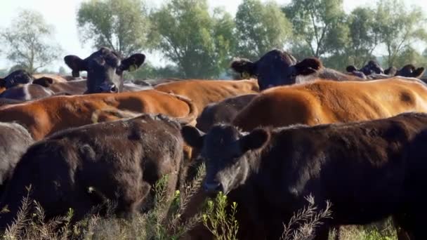 Närbild, i ängen, på gården, stora bruna och svarta stamtavla, avel kor, tjurar betar. varm sommardag. Nötkreatur för köttproduktion i betesmark. urval av kor, tjurar. — Stockvideo