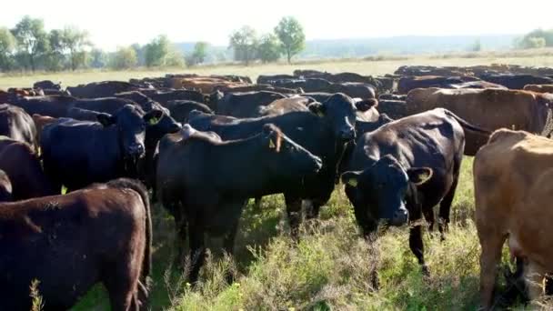 Крупним планом, на лузі, на фермі, великий коричневий і чорний родовід, розведення корів, бики пасуться. літній теплий день. Велика рогата худоба для виробництва м'яса в пасовищах. вибір корів, биків . — стокове відео