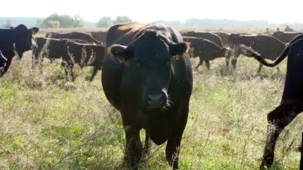 Blízko, v louce, na farmě, černý rodokmen, chov krav, býků jsou pastviny. Některé mouchy létají kolem. teplý letní den. Skot pro produkci masa v pastviny. výběr z krávy, býci. — Stock video