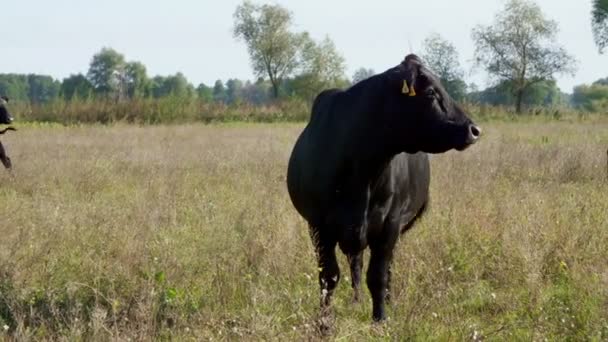 Close-up, in de weide, op de boerderij, grote zwarte stamboom, fokkerij van koeien, stieren zijn grazen. warme zomerdag. Vee voor de vleesproductie in weiland. selectie van koeien, stieren. — Stockvideo