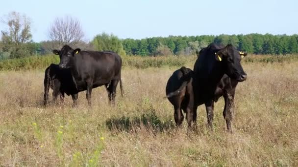 Маленькие телята возле коров пьют молоко, едят. Выпас скота в поле. Производство мяса на ферме. летний теплый день . — стоковое видео