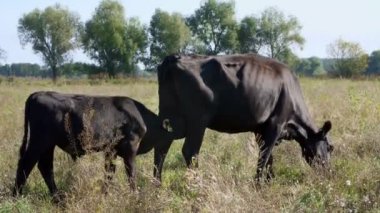 bir inek yakınındaki küçük buzağı süt içiyor, beslenir. Alanını otlatma sığır. Et üretim çiftliği. sıcak yaz günü.