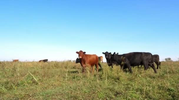 In den Sonnenstrahlen, auf einer grünen Wiese, läuft eine Herde großer Kühe, Stiere. Sommerlich warmer Tag. Vieh für die Fleischproduktion auf der Weide. Auswahl von Kühen, Bullen. — Stockvideo