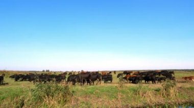 Çayırda, çiftlik, büyük kahverengi ve siyah safkan, damızlık inek, boğa otlatma vardır. yaz sıcak gün. Sığır eti üretim arazide için. İnekler, boğa seçimi.