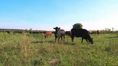 Çayırda, çiftlik, büyük kahverengi ve siyah safkan, damızlık inek, boğa otlatma vardır. Sığır eti üretim arazide için. İnekler, boğa seçimi. Güneş ışınları, yaz günü.