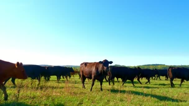 In den Sonnenstrahlen, auf einer grünen Wiese, läuft eine Herde großer Kühe, Stiere. Sommerlich warmer Tag. Vieh für die Fleischproduktion auf der Weide. Auswahl von Kühen, Bullen. — Stockvideo