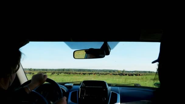 Blick aus dem Auto durch die Windschutzscheibe. Bauer reitet durch das grüne Feld, begutachtet sein Land. Sommertag. — Stockvideo