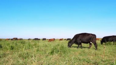 Çayırda, çiftlik, büyük kahverengi ve siyah safkan, damızlık inek, boğa otlatma vardır. Sığır eti üretim arazide için. İnekler, boğa seçimi. Güneş ışınları, yaz günü.