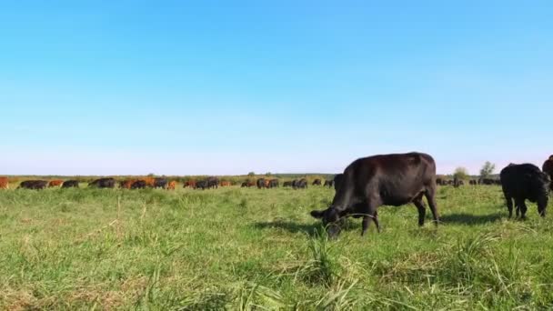 En el prado, en la granja, gran linaje marrón y negro, vacas reproductoras, toros están pastando. Bovino para la producción de carne en pastos. selección de vacas, toros. en los rayos del sol, día de verano . — Vídeos de Stock