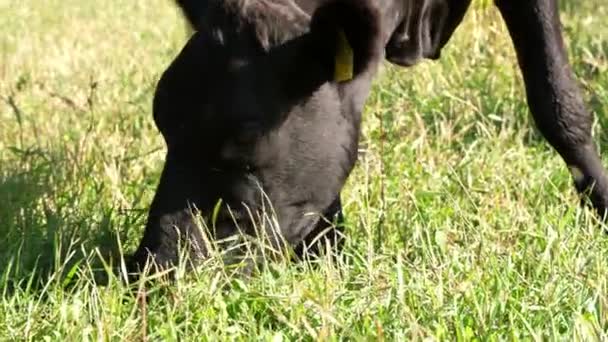 Close-up, in de weide, op de boerderij, grote zwarte stamboom, fokken van koe of stier is begrazing, gras eten. zomerdag. Vee voor de vleesproductie in weiland. selectie van koeien, stieren. — Stockvideo