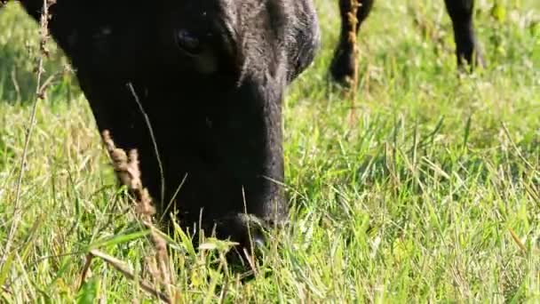 クローズ アップ、ファーム上の草原に大きな黒血統、繁殖牛や牛が放牧、草を食べるします。夏の日。放牧草地における肉用牛。牛、雄牛の選択. — ストック動画