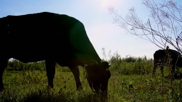 Contra a luz do sol, contorno escuro, a silhueta de uma vaca pastando no prado verde. A vaca está a mastigar erva. verão dia quente. Bovinos para produção de carne em pasto. seleção de vacas, touros . — Vídeo de Stock