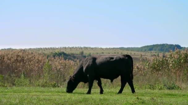 Közelről, a rét, a farm, nagy fekete törzskönyve, tenyésztési bika a legeltetés. nyári meleg nap. A legelő a húshasznú szarvasmarha. tehén, a bikák választéka. — Stock videók