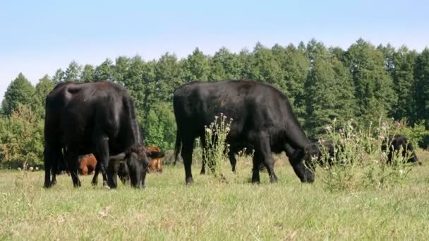 In meadow, on farm, big black pedigree, breeding cows, bulls are grazing. summer warm day. Cattle for meat production in pasture. selection of cows, bulls. — Stock Video