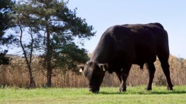 yakın, çayırda, çiftlikte büyük siyah safkan, damızlık boğa otlatma. yaz sıcak gün. Sığır eti üretim arazide için. İnekler, boğa seçimi.